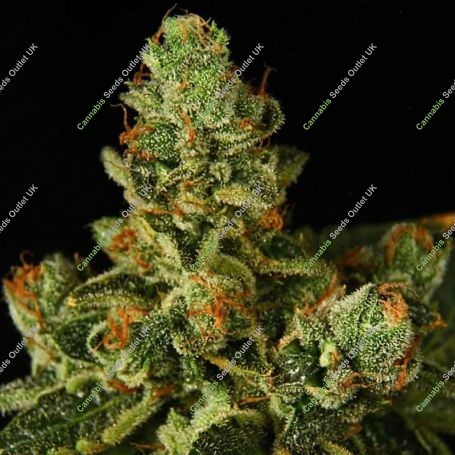 Stockton Slap OG Auto Feminized Marijuana Strain by Propaganja Seeds For Sale Online at Cannabis Seeds Outlet