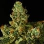 Stockton Slap OG Auto Feminized Marijuana Strain by Propaganja Seeds For Sale Online at Cannabis Seeds Outlet