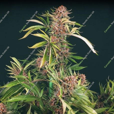 Strawberry Smoothie Feminized Marijuana Strain by Propaganja Seeds For Sale Online at Cannabis Seeds Outlet