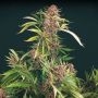 Strawberry Smoothie Feminized Marijuana Strain by Propaganja Seeds For Sale Online at Cannabis Seeds Outlet