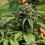 The Fruity Fuzz 33 Feminized Marijuana Strain by Propaganja Seeds For Sale Online at Cannabis Seeds Outlet
