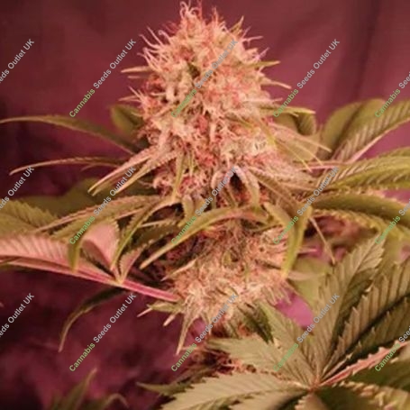Tipsy Ape Feminized Marijuana Strain by Propaganja Seeds For Sale Online at Cannabis Seeds Outlet
