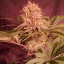 Tipsy Ape Feminized Marijuana Strain by Propaganja Seeds For Sale Online at Cannabis Seeds Outlet