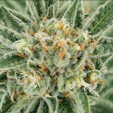 Trekkie Sweets Feminized Marijuana Strain by Propaganja Seeds For Sale Online at Cannabis Seeds Outlet