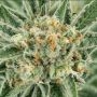 Trekkie Sweets Feminized Marijuana Strain by Propaganja Seeds For Sale Online at Cannabis Seeds Outlet