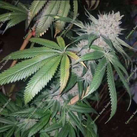 Tropical Pup Feminized Marijuana Strain by Propaganja Seeds For Sale Online at Cannabis Seeds Outlet