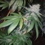 Tropical Pup Feminized Marijuana Strain by Propaganja Seeds For Sale Online at Cannabis Seeds Outlet