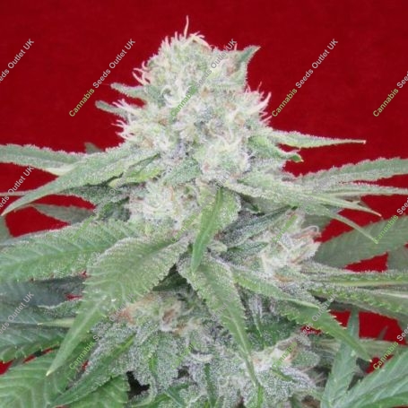 Werthers Original Feminized Marijuana Strain by Propaganja Seeds For Sale Online at Cannabis Seeds Outlet