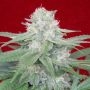 Werthers Original Feminized Marijuana Strain by Propaganja Seeds For Sale Online at Cannabis Seeds Outlet