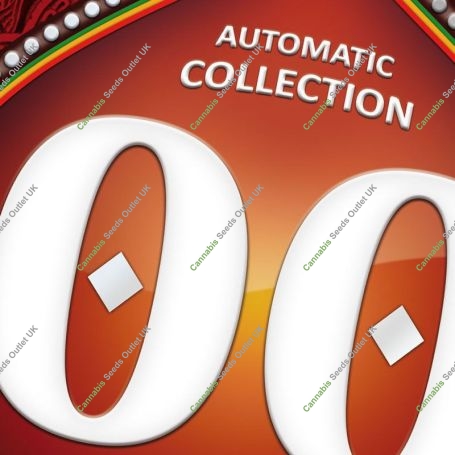 Autofem Collection No.2 Marijuana Strain by OO Seeds For Sale Online at Cannabis Seeds Outlet