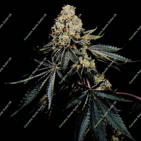 Pink Glue Feminized Marijuana Strain by Soma Seeds For Sale Online at Cannabis Seeds Outlet
