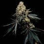 Pink Glue Feminized Marijuana Strain by Soma Seeds For Sale Online at Cannabis Seeds Outlet