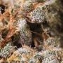 Pink Glue Feminized by Soma Seeds THC Content Potency Strength CBD Height Yield Flowering Time Indica Sativa Genetics