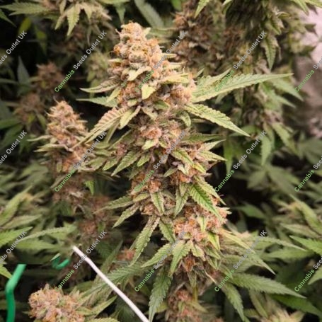 Jacob Green Feminized Marijuana Strain by Soma Seeds For Sale Online at Cannabis Seeds Outlet