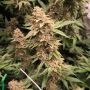 Jacob Green Feminized Marijuana Strain by Soma Seeds For Sale Online at Cannabis Seeds Outlet