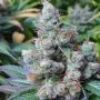 Somari Feminized Marijuana Strain by Soma Seeds For Sale Online at Cannabis Seeds Outlet