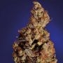 Soma Seeds Somari Smoke Buds Weed Ganja Skunk Dope Pot Images Pics Nuggets