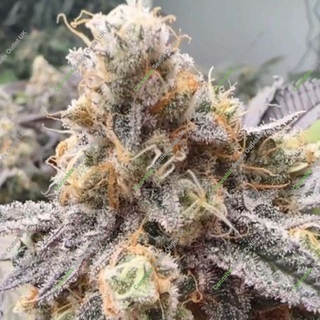 Malvazia Feminized Marijuana Strain by Always Be Flowering For Sale Online at Cannabis Seeds Outlet