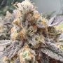 Malvazia Feminized Marijuana Strain by Always Be Flowering For Sale Online at Cannabis Seeds Outlet