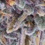 Malvazia Feminized by Always Be Flowering THC Content Potency Strength CBD Height Yield Flowering Time Indica Sativa Genetics