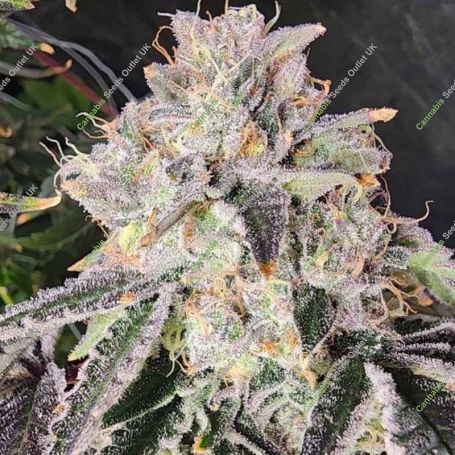 Snow Globe Feminized Marijuana Strain by Always Be Flowering For Sale Online at Cannabis Seeds Outlet