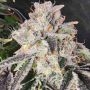 Snow Globe Feminized Marijuana Strain by Always Be Flowering For Sale Online at Cannabis Seeds Outlet