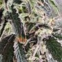 Always Be Flowering Snow Globe Smoke Buds Weed Ganja Skunk Dope Pot Images Pics Nuggets