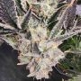 Snow Globe Feminized by Always Be Flowering THC Content Potency Strength CBD Height Yield Flowering Time Indica Sativa Genetics