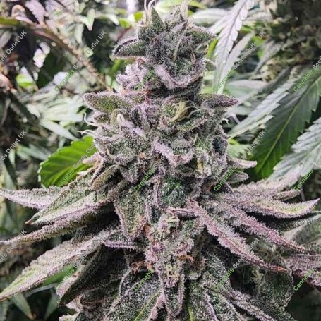 Lucky Cat Feminized Marijuana Strain by Always Be Flowering For Sale Online at Cannabis Seeds Outlet