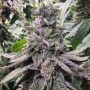 Lucky Cat Feminized Marijuana Strain by Always Be Flowering For Sale Online at Cannabis Seeds Outlet