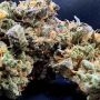 Always Be Flowering Lucky Cat Smoke Buds Weed Ganja Skunk Dope Pot Images Pics Nuggets
