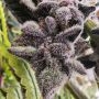 Lucky Cat Feminized by Always Be Flowering THC Content Potency Strength CBD Height Yield Flowering Time Indica Sativa Genetics