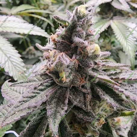 Mamoncillo Feminized Marijuana Strain by Always Be Flowering For Sale Online at Cannabis Seeds Outlet