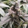 Mamoncillo Feminized Marijuana Strain by Always Be Flowering For Sale Online at Cannabis Seeds Outlet