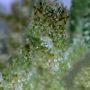 Finessin Feminized by Always Be Flowering THC Content Potency Strength CBD Height Yield Flowering Time Indica Sativa Genetics