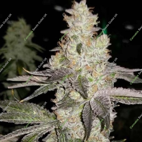 Finessin Feminized Marijuana Strain by Always Be Flowering For Sale Online at Cannabis Seeds Outlet