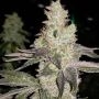 Finessin Feminized Marijuana Strain by Always Be Flowering For Sale Online at Cannabis Seeds Outlet