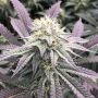 Diamond Runtz Feminized Marijuana Strain by Always Be Flowering For Sale Online at Cannabis Seeds Outlet