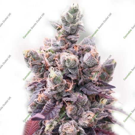 Purple Mass Auto Feminized Marijuana Strain by Our Own Weed Breeders For Sale Online at Cannabis Seeds Outlet