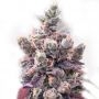 Purple Mass Auto Feminized Marijuana Strain by Our Own Weed Breeders For Sale Online at Cannabis Seeds Outlet