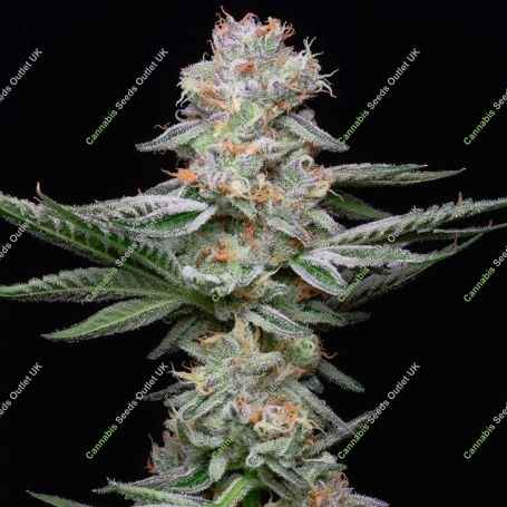 Grapefruitz Feminized Marijuana Strain by Cookies Seeds For Sale Online at Cannabis Seeds Outlet