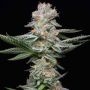 Grapefruitz Feminized Marijuana Strain by Cookies Seeds For Sale Online at Cannabis Seeds Outlet