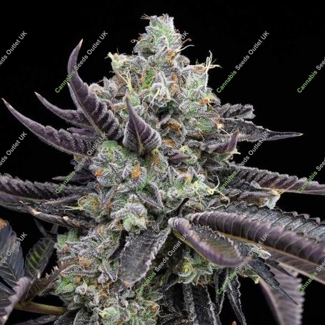 Tie Die Feminized Marijuana Strain by Cookies Seeds For Sale Online at Cannabis Seeds Outlet