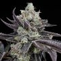 Tie Die Feminized Marijuana Strain by Cookies Seeds For Sale Online at Cannabis Seeds Outlet