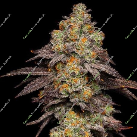 Big Z Feminized Marijuana Strain by Cookies Seeds For Sale Online at Cannabis Seeds Outlet