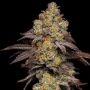 Big Z Feminized Marijuana Strain by Cookies Seeds For Sale Online at Cannabis Seeds Outlet