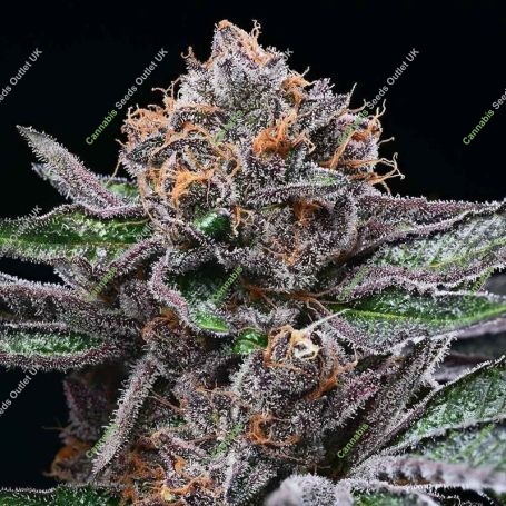 Candy Candy Feminized Marijuana Strain by Cookies Seeds For Sale Online at Cannabis Seeds Outlet