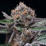 Candy Candy Feminized Marijuana Strain by Cookies Seeds For Sale Online at Cannabis Seeds Outlet