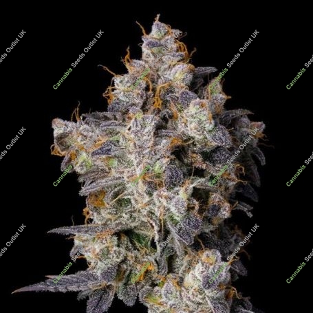 Cherry Zolato Feminized Marijuana Strain by Cookies Seeds For Sale Online at Cannabis Seeds Outlet