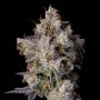 Cherry Zolato Feminized Marijuana Strain by Cookies Seeds For Sale Online at Cannabis Seeds Outlet